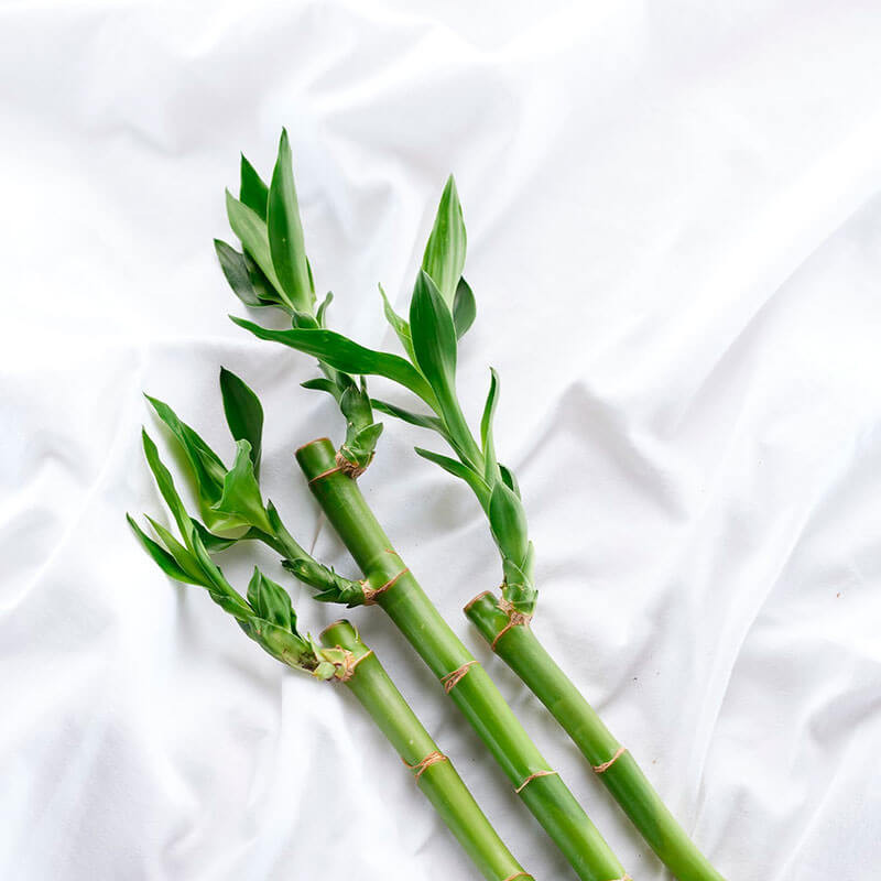 Sábana Bajera Protectora Bamboo Natur: Impermeable, Transpirable y Antialérgica para un Descanso Perfecto
