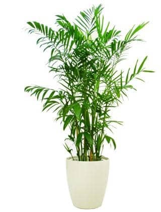 palma de bambu