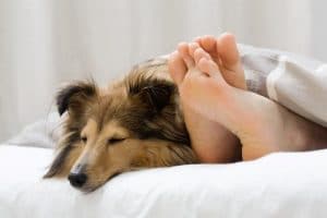 dormir con perros
