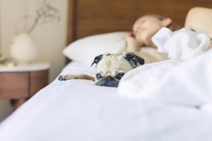 dormir con perros